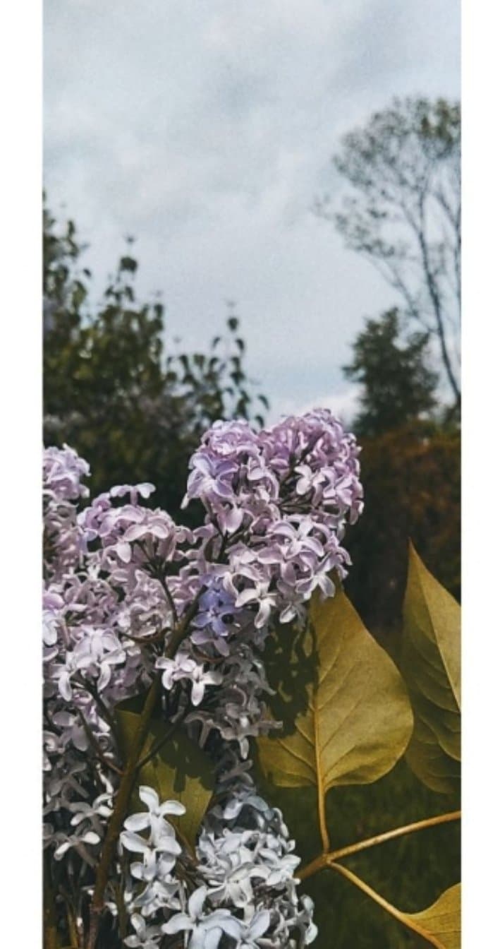 Zdj nr 14 Oblicza wiosny