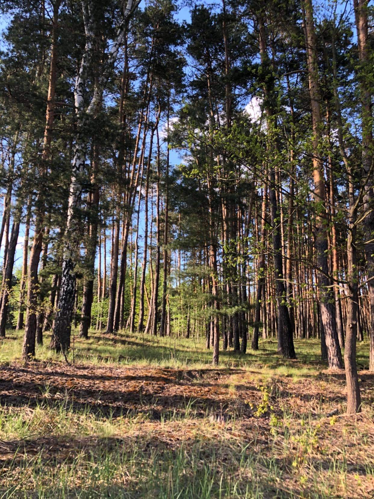 Zdj nr 6 Las nad Zalewem