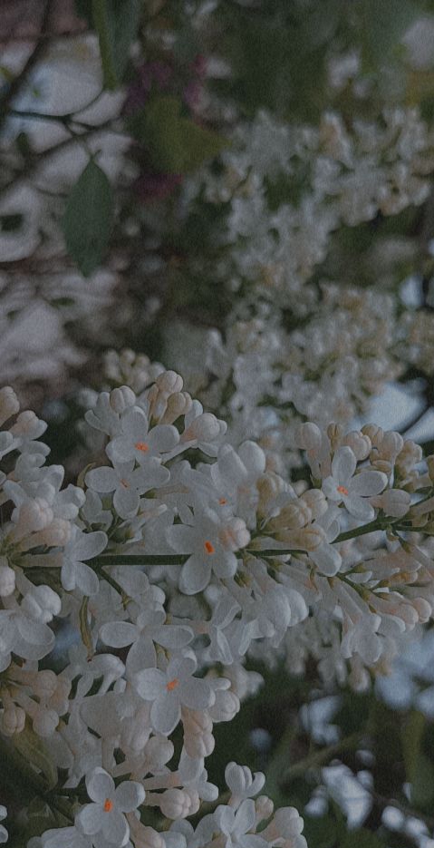 Zdj nr 20 Wiosna w obiektywie