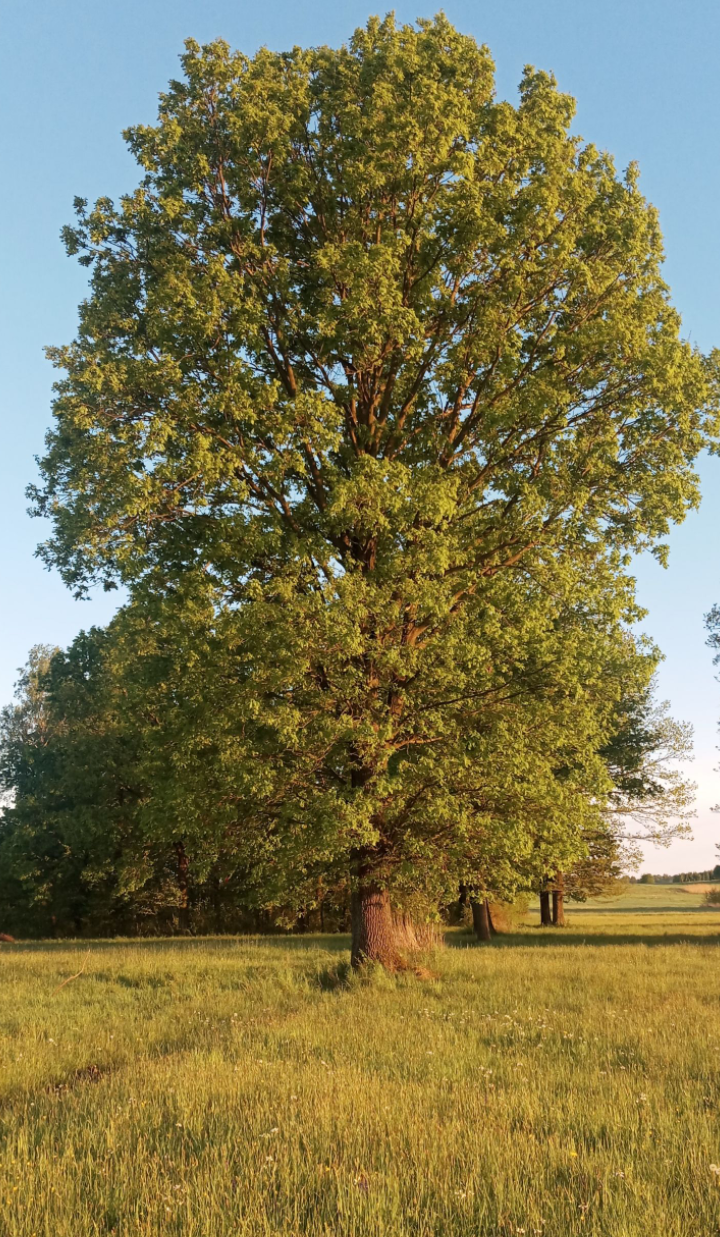 Zdj nr 19 Stare drzewo
