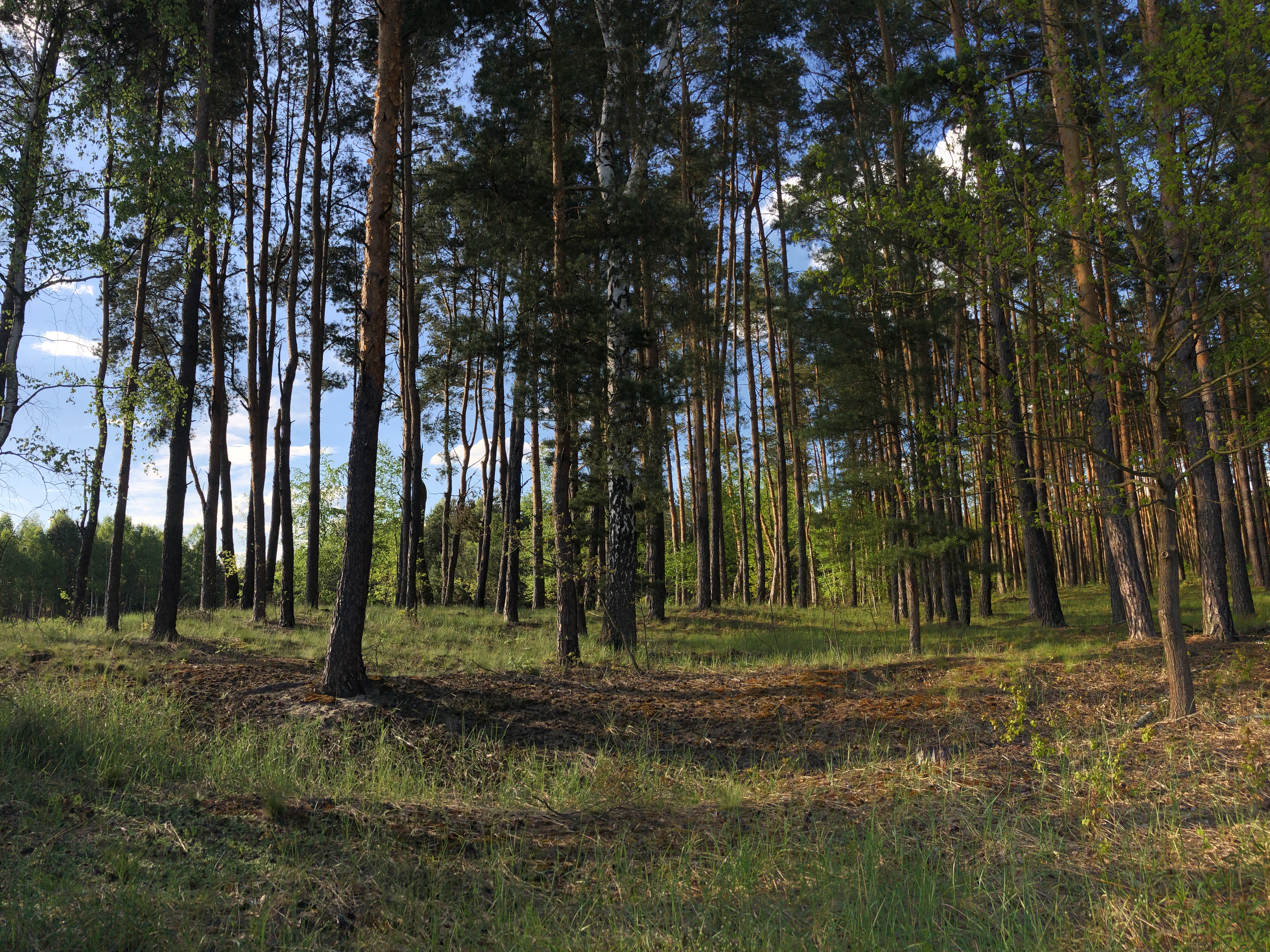 Zdj nr 5 Las nad Zalewem w Kowalach