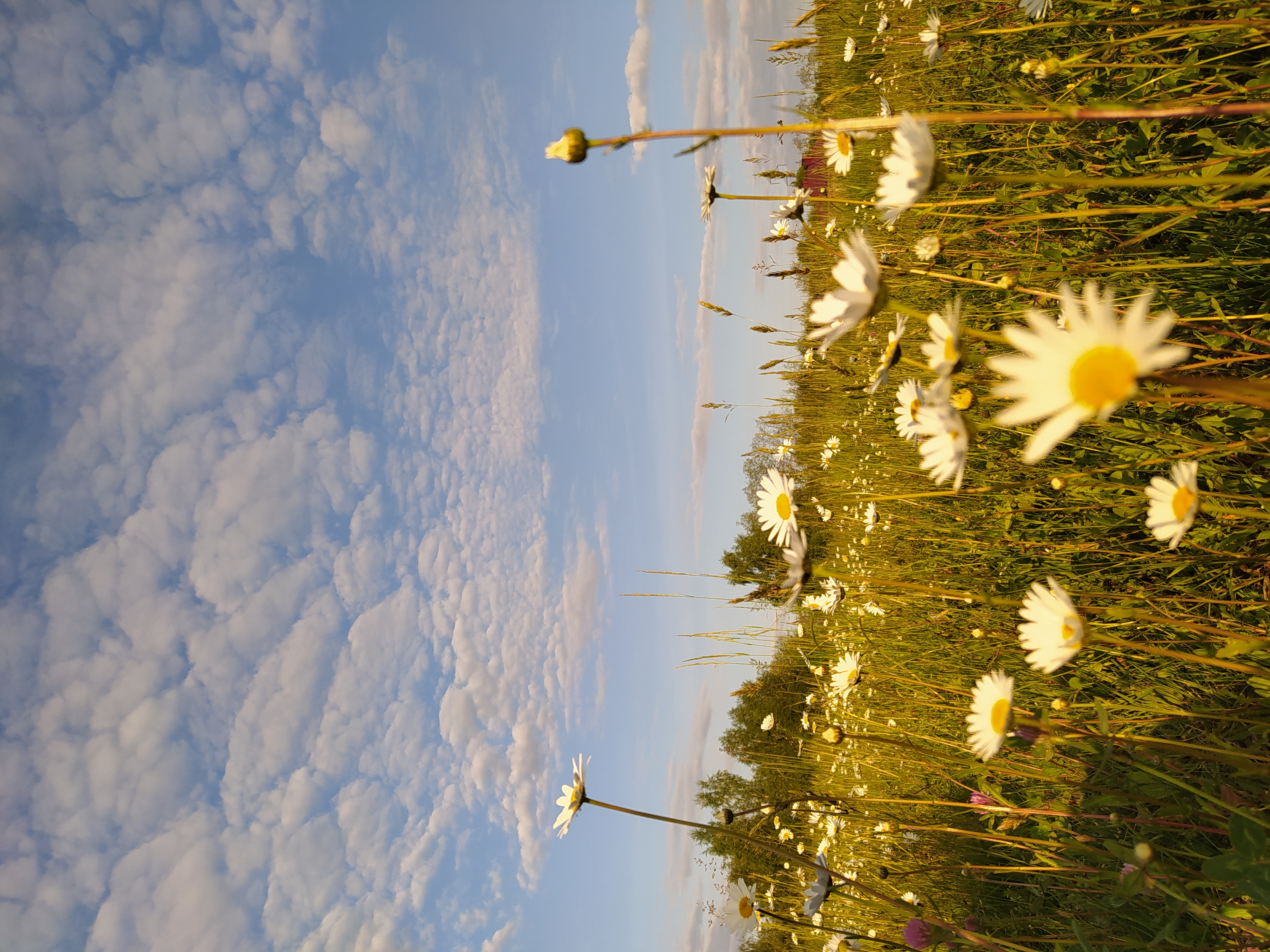 Zdj nr 8 Łąka nad Zalewem